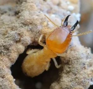 大沥白蚁防治：灭治白蚁把蚁王蚁后杀死吗？