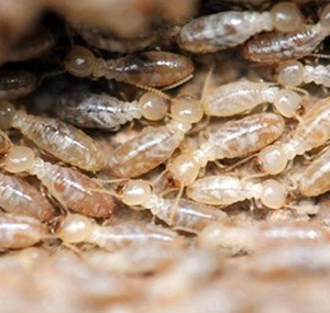 佛山白蚁防治：关于白蚁的一些知识