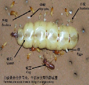 白蚁是怎样分类的？