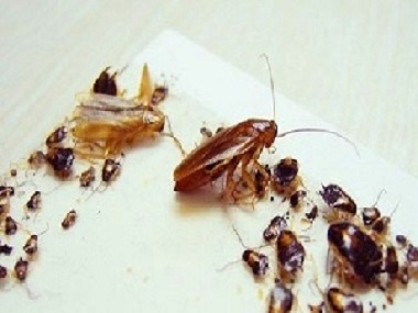 大沥消除四害哪家强 用什么方法可以杀死蟑螂