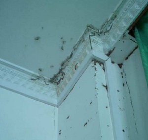白蚁危害发生在别墅区内，应该怎么查看