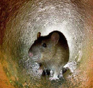 黄岐消灭害：防治老鼠的自然方法有哪些？