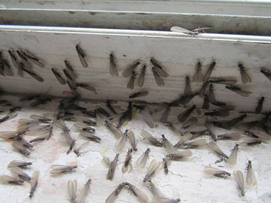 白蚁危害发作在夏季，该怎么处理呢？
