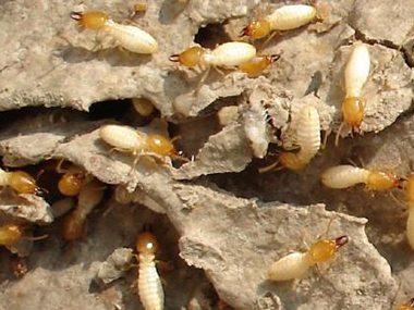 小塘杀虫治白蚁公司白蚁防治的预防需要留意以下六点
