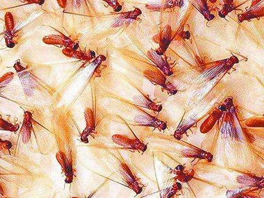 黄岐白蚁预防中心告诉你什么是飞蚁，如何对付飞蚁