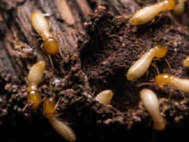 里水防治白蚁公司有白蚁怎样办，如何灭白蚁