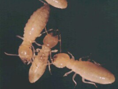 黄岐杀白蚁公司专家发布白蚁的十大误区