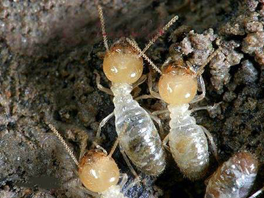 罗村白蚁防治公司什么是白蚁的生活习性