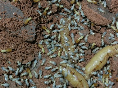 大沥白蚁防治提醒您发现白蚁不要喷杀虫水