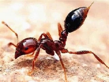 黄岐防治红火蚁中心发现大量红火蚁的巢穴应该怎么办