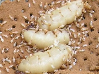 丹灶专业白蚁防治专家说新建房屋有白蚁的原因