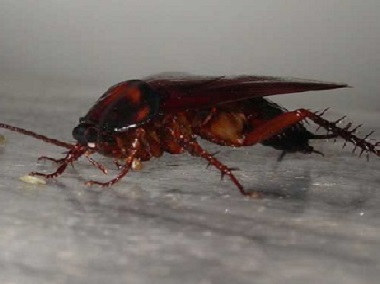 罗村杀虫灭鼠所教你防治蟑螂的方法，让你家从此远离蟑螂