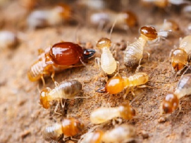 盐步白蚁防治白蚁危害分布在哪里，白蚁怎样繁衍