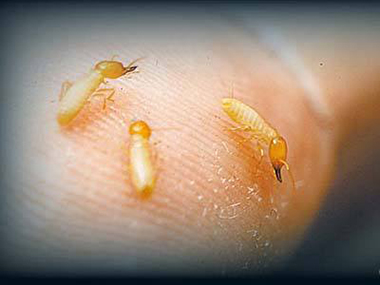 小塘专业治白蚁怎么做可以预防白蚁危害家具