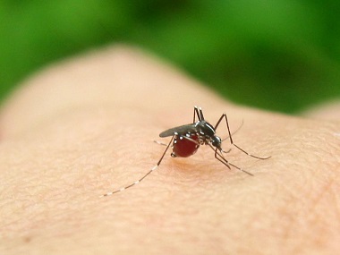 狮山四害消杀中心常用灭蚊子的方法有哪些