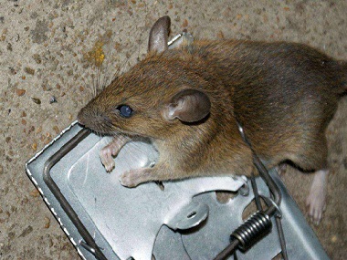 黄岐除虫灭鼠公司赶走家里的老鼠驱鼠有哪些方法
