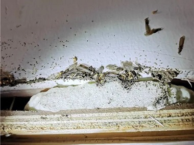 大沥白蚁防治公司用什么方法可以把白蚁消灭干净