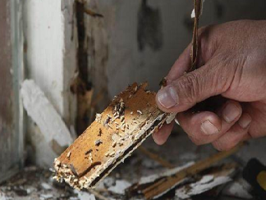 丹灶白蚁预防公司因白蚁侵袭导致房屋坍塌事件