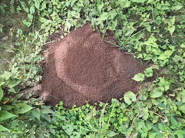 桂城除白蚁公司有什么方法防治消灭植物里的白蚁
