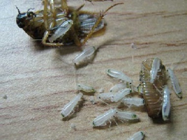 大沥虫害消杀中心蟑螂真的杀不死、灭不绝吗？