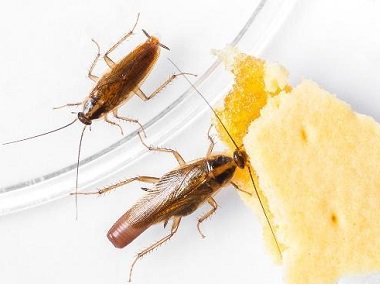 里水害虫消杀站：蟑螂真的杀不死灭不绝吗？