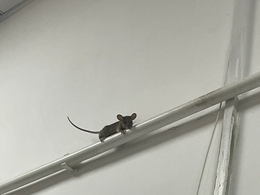 佛山除虫灭鼠站餐厅和客厅如何布放粘鼠板灭鼠