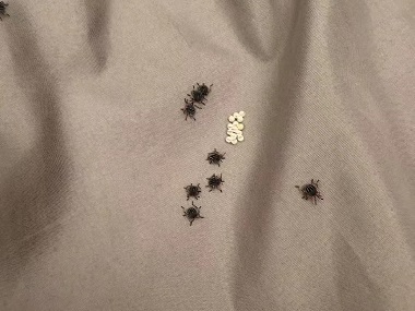 罗村有害生物防控中心解决臭虫的简单方法